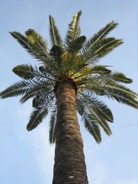 Low angle view of palm tree against sky