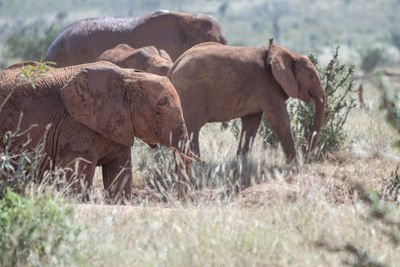 Elephant in a field