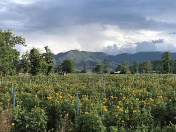 Scenic view of flowering plants on field against sky