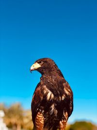 Close-up of a bird looking away against blue sky