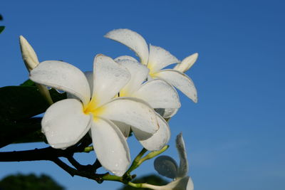 Close-up of white flower against blue sky