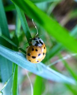 Close-up of ladybug on plant