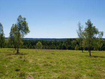 Sheep grazing on field against sky