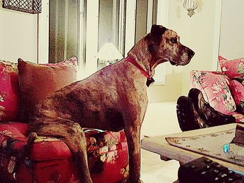 Close-up of dog on sofa at home