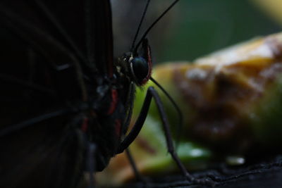 Close-up of insect