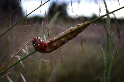 Close-up of insect on plant