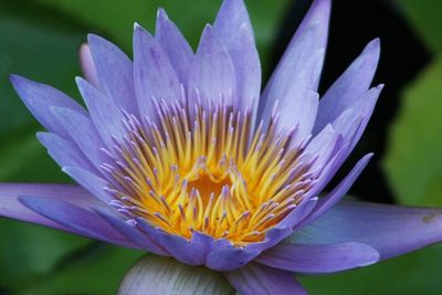 Close-up of purple flower