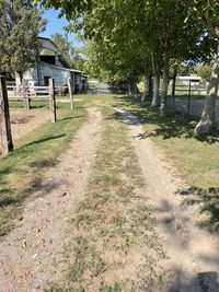 Footpath amidst trees on field