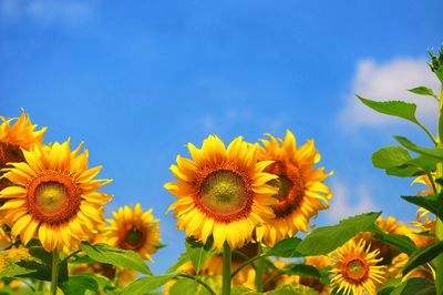 Close-up of sunflowers against clear blue sky