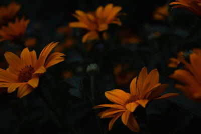 Close-up of yellow flowering plant