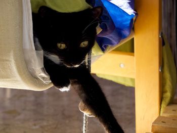 Portrait of cat