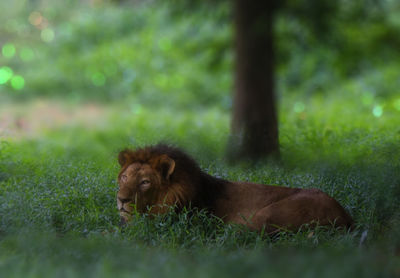 Lion lying on field