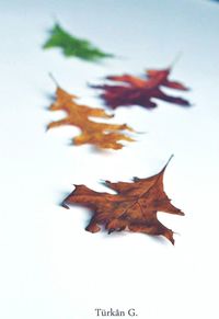 Close-up of maple leaf against white background