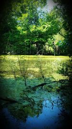 Reflection of trees in pond