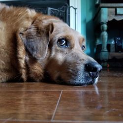 Close-up of dog lying on floor at home