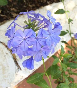 Close-up of purple flowers