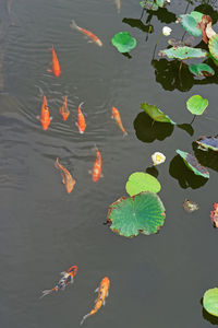 High angle view of koi fishes swimming in lake