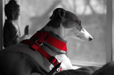 Close-up of dog looking away