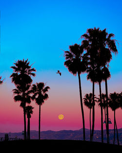 Silhouette palm tree against clear sky during sunset