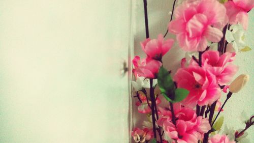 Close-up of pink flowers against wall