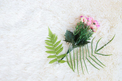 High angle view of flower plant