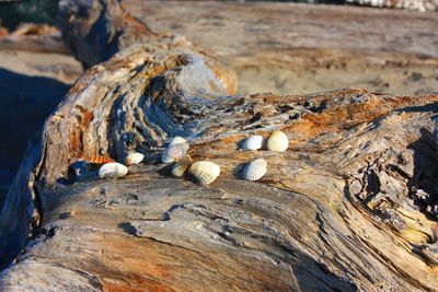 Close-up of logs on rock