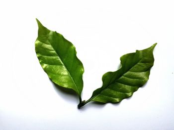 Close-up of green leaves on white background