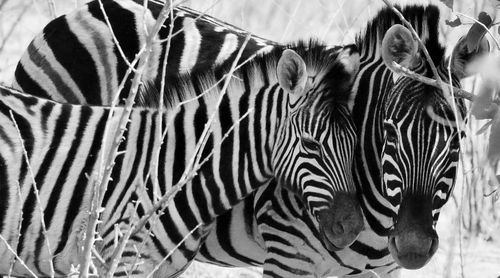 Close-up of zebra