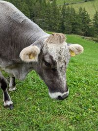 Close-up of goat