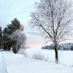 Bare trees on snow covered field against sky