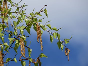 Low angle view of leaves
