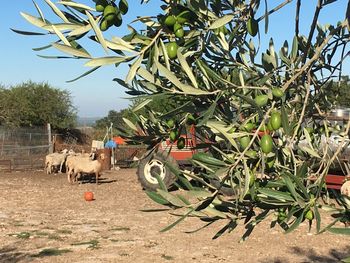 Bicycles on tree against sky