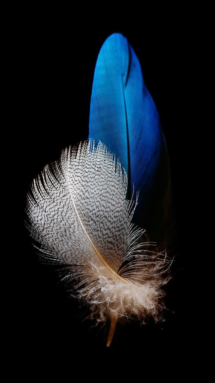 softness, feather, fragility, black background, studio shot, close-up, lightweight, no people, blue, flower, night, beauty in nature, nature, flower head, outdoors