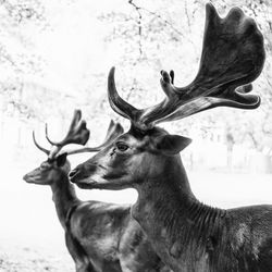 Side view of deer