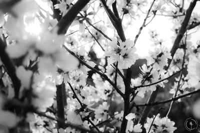 Close-up of cherry blossoms in spring