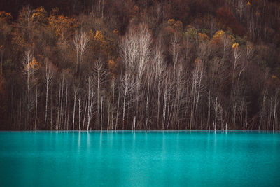 Scenic view of lake