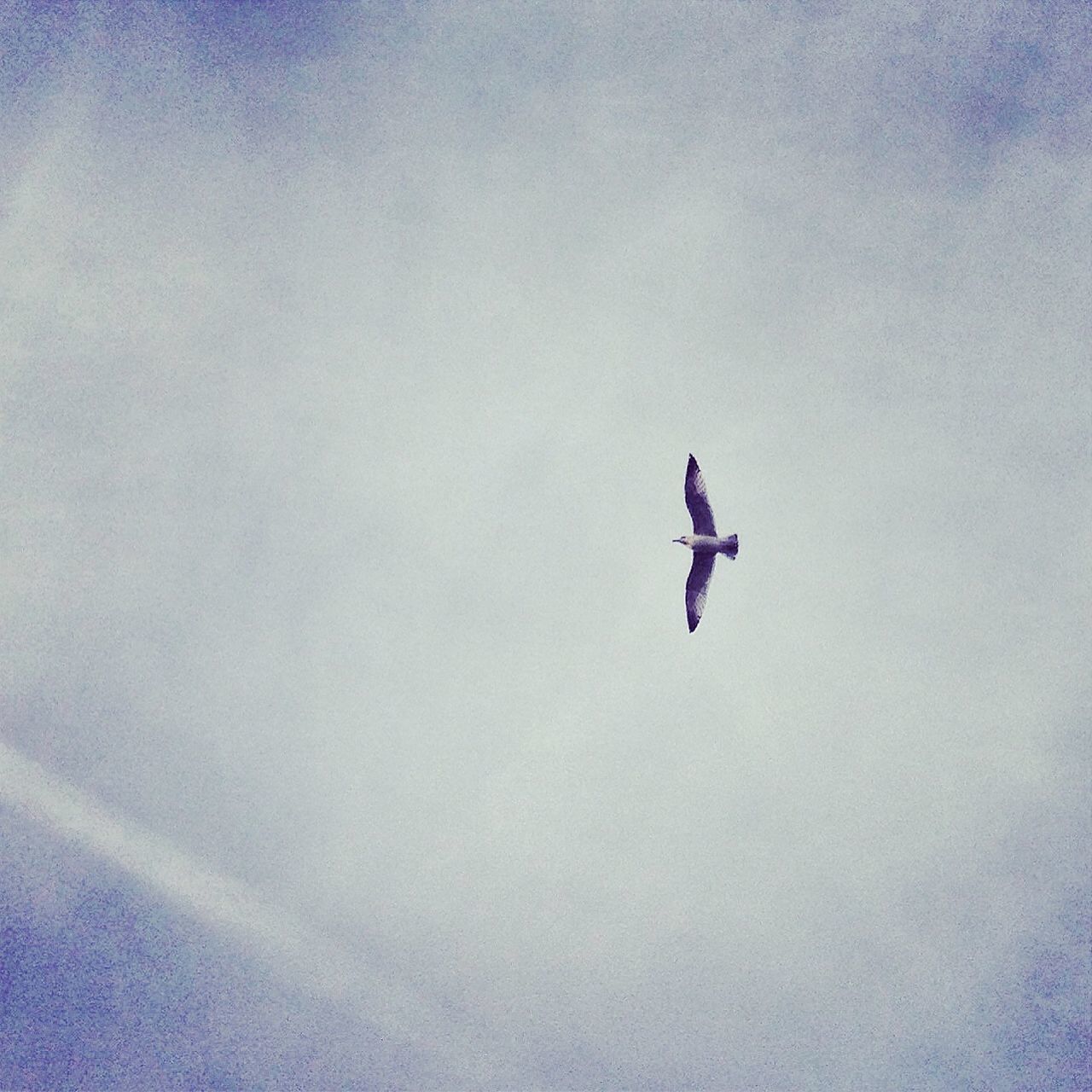 mid-air, low angle view, flying, sky, blue, leisure activity, full length, adventure, extreme sports, freedom, nature, lifestyles, copy space, cloud - sky, beauty in nature, day, outdoors, tranquility