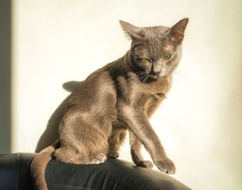 Portrait of cat sitting at home