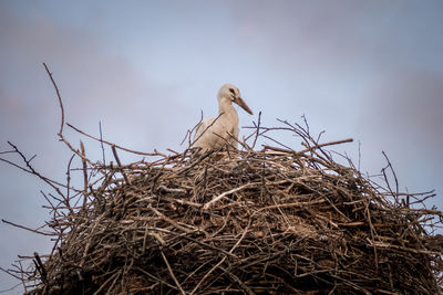 Birds perching on nest