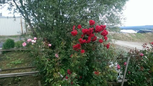 Pink flowers blooming on tree