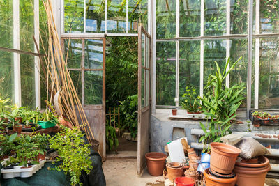 Old empty terracotta pots for houseplants growing outside glasshouse with different tropical plants