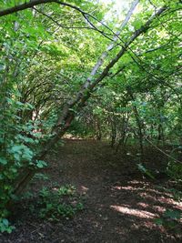 Trees growing in forest