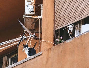 Cat and dog on balcony of apartment. residential, apartment building, pets.