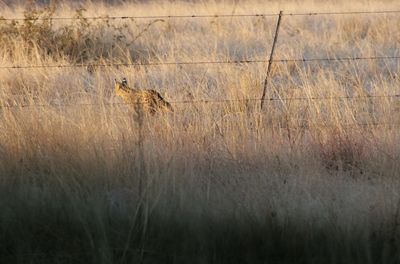 View of a cat on dry grass