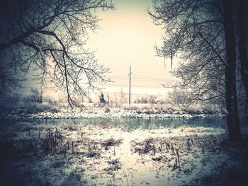 Snow covered trees in winter