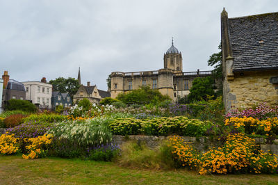 Flowering plants by buildings against sky