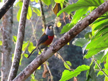 Low angle view of bird perching on tree