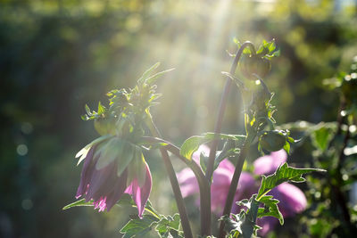 Close-up of flowers blooming outdoors