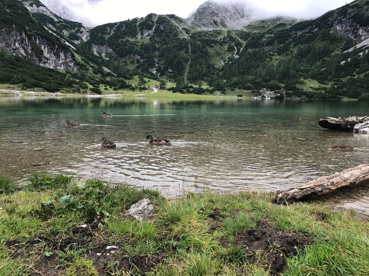 lake, water, animals in the wild, nature, bird, animal themes, tree, beauty in nature, day, outdoors, mountain, no people, animal wildlife, grass, swimming, growth, swan, scenics, sky