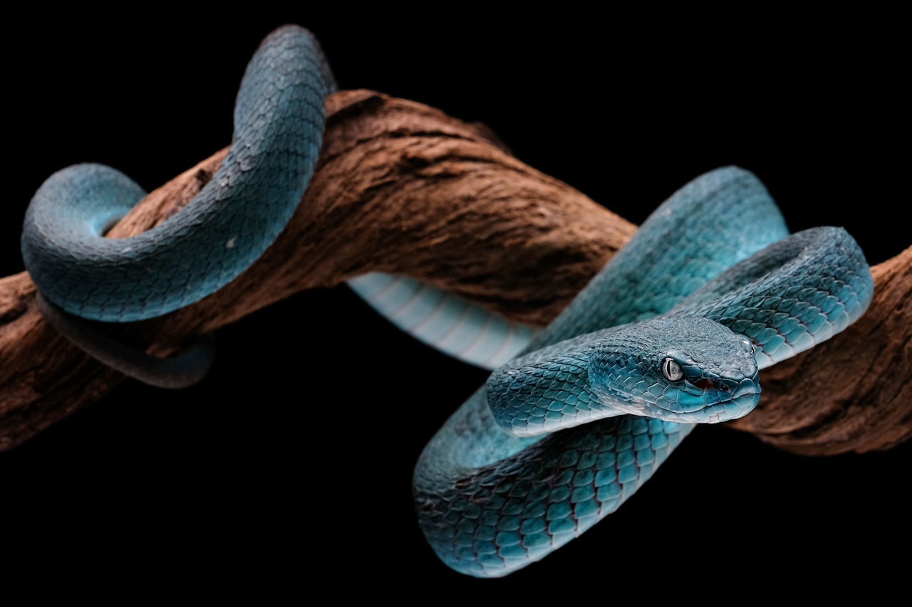 CLOSE-UP OF A LIZARD